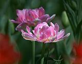 Pink Tulips_25179
